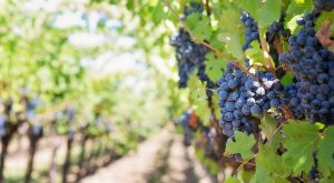The Wines of Portugal: An Introduction to Portuguese Wine